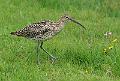 Storspove - Eurasian curlew (Numenius arquata)